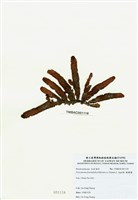 藏品(脈膜藻)的圖片